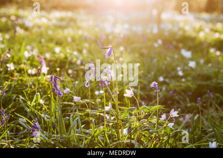 Les fleurs de printemps dans la région de Sussex en pèlerin forestiers douce soirée light Banque D'Images