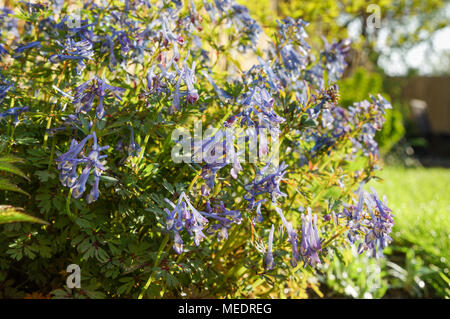 La floraison Corydalis flexuosa (violet) des feuilles dans un jardin privé, promenade Sussex Banque D'Images