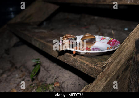 Ant le vol de cambodgien rouge nourriture pour chien bol à l'aide de ses fortes mâchoires. Manger des escargots dans la nourriture pour chien aussi backgrodund. Banque D'Images