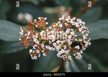 Arbuste Rose Guelder blanc, partiellement diminué Banque D'Images