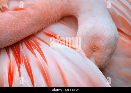 Close up d'un flamant rose avec la tête de l'aile Banque D'Images