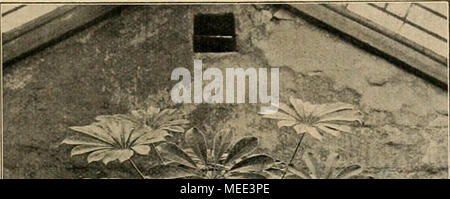 . Die Gartenwelt . V*v^ ^^^^^^ ^^ : tWä iVralia aniboinensis .. Dans Handelsgärtuerei der von R. Sauerbrey, Gotha, für die , Gartenvvelt," photogr. aufgenommen. einsenkt lauwarmen Beete. Außerdem müssen die Stecklinge Glasglocke mit einer bedeckt werden. Diese für den etwas Handelsgärtner schwierige Vermehrungs- methode und außerdem der Umstand, dass die Pflanze ziemlich langsam wächst, sind wohl die beiden homme Wiisetiia Hauptgründe, weshalb corymbosa, tellement antrifft selten. Gärtner, aber die darauf nicht zu achten brauchen, ob ein Steckling mehr oder weniger wächst rasch, sollten es noch einmal Banque D'Images