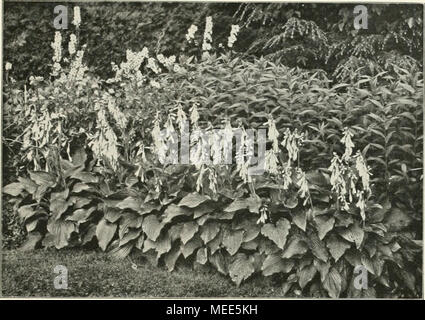 . Die Gartenkunst . Funkia ovata. Nach einer Aufnahme von R. Rothe, Riverton gehrenswertes Vasenschmuck für Matériel des Zimmers von erfreulicher Haltbarkeit. Bedauerlich ist der Wirrwar dans der Benennung der in den einschläglichen Preisverzeichnissen Funkien. C'est pourquoi l'Ich halte mich nur Sorten diejenigen von un, en die richtigen Namen ich zu geben imstande bin. Verwendbarkeit Funkien die der ist eine außerordentlich vielseitige. Großblätterigen Die Vertreter, vorzugsweise die blau-grün belaubten Arten Funkia Sieboldi, - Fortunei und die neuerdings starkwüchsige Funkia eignen sich für robusta Banque D'Images