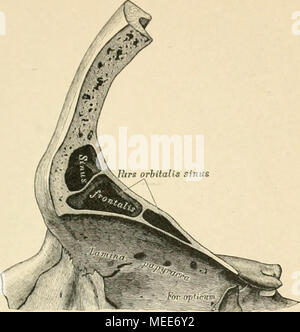 . Die topographische und descriptif pot des Menschen . 11. Lateraler Sagittalschnitt durch den Sinus frontalis. Hohlraum Erstreckt sich der weit dans die Partes orbitales ossis frontalis hinein. Septum frontall Sinus und der fer uerücalis, voir fig. 7. Banque D'Images