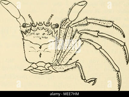 . Decapodenfauna Die Adria : Versuch einer Monographie . Fig. 86. Hoinola barbata (Herbst). [Nach Leach. Umrißzeichnung, 2/3 der nat. Gr. scharfkantig. 2.-4. Pereiopode Scherenfüße länger als die, ihre Glieder, flachgedrückt suis Oberrand des Merus und am bestachelt Unterrand des Dactylus, Im Übrigen alle Ränder mehr oder weniger stark mit steiferen Borsten besetzt ; 5. Pereiopode dorsalwärts Kurz und über dem Pereiopoden vorletzten inseriert, Ober- sennes rand Merus mit einem der einzigen distalen Rand-Eckstachel Gliedes Unterrand, dieses mit 3 kipfelförmig Propodus Stacheln größeren, ONU, am Banque D'Images