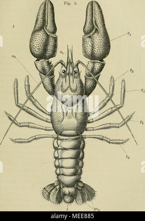 . Die Funktionen des Centralnervensystems und ihre phylogenese . {Astaens fiHviatiUs Flusskrebs). a, innere, a, l'Antenne du aussere j^^ . .^ fiinf Bmstbeine, mourir, PA, Hinteileibsbein Atterseg letztes mit dem Schwanzflosse bildend die-ment. Banque D'Images