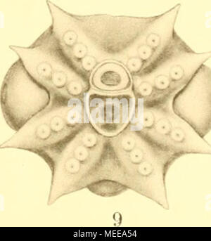 . Die Cephalopoden, I. Teil . Verlag c. K. Friedländer u. Sohn à Berlin Banque D'Images