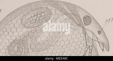 . Cladoceren die der Umgebung von Basel . Banque D'Images