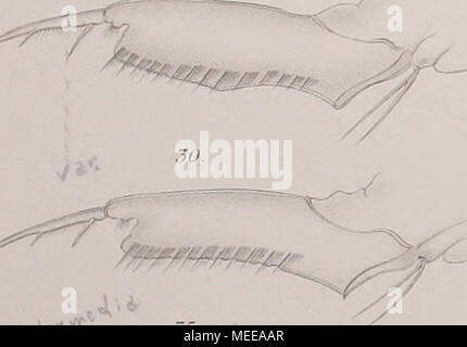 . Cladoceren die der Umgebung von Basel . Banque D'Images