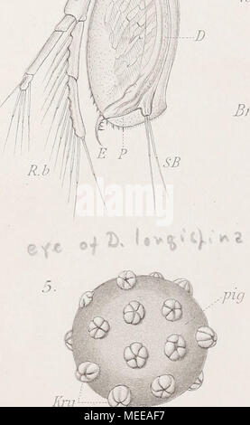 . Cladoceren die der Umgebung von Basel . Banque D'Images