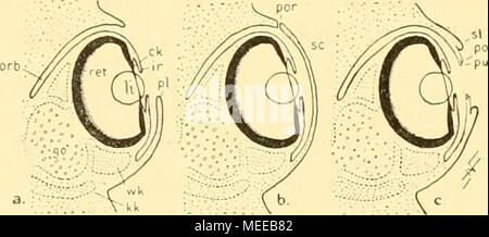 . Die Cephalopoden, I. Teil . Textfigur 28. Frontalschnitte durch das rechte Auge von Dibranchiaten schematisch) (a), (Formulaire Typische bei den Oegopsiden verwirklicht). Die Augenhöhle (ORB), der ist weit offen Hinterrand ihrer Öffnung (pl) kann als "Primärlid" über die Linse schützend weggezogen werden. Cette Schutzverschluß dauernder wird ein bei Loligo (b), wo die primäre Lidfalte zur cornée (sc) wird und die nur noch durch einen Orbita engen Porus (por) mit der Außen- welt kommuniziert. Bei Octopoden (c) [s. dort] sich der primäre kompliziert, Lidrand wälirend Im Umkreis desse Banque D'Images