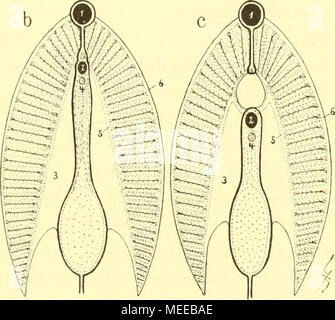 . Die Cephalopoden menmilz, I. Teil ." in der soliden "Kiemenachse»» Hautfalte, mourir dans eine. das ..Kiemen- band", übergeht. L'homme- achte un bei der das Fehlen dans Kiemenmilz fleischi gen- der Achse, dans der deutlich Längsmuskeln sichtbar sind, die bei c Durclibohrung Kiemenachse der zwischen 1 und 2. 17 Textfigur schlössen zwischen zwei ei. Seitenstämmchen Hauptgefäße respiratorische der, der Teil der "Kiemen blättchen" ansetzt-. Wie bei den mei.sten Mollusken alternieren sie regelmäßig. Mit der Achse fleischigen Hautfalten veibunden sind sie durch welche, ihnen Stütze verlei Banque D'Images