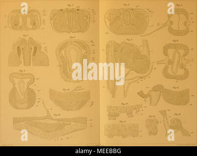 . Die Chaetognathen : ihre Pot, und Systematik Entwicklungsgechichte : eine Monographie . Lith.AiislY E.A.FuAe, L--.pi Banque D'Images