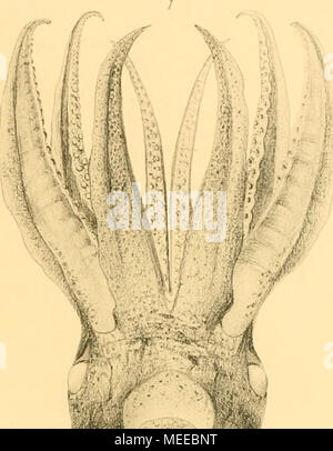 . Cephalopoden Plankton-Expedition : die der Zugleich eine monographische Ãbersicht Oegopsiden Cephalopoden der . WM m â â * . Â ?Â Â"* 3$:â ;#  &Lt ; ?. ^ Fa/W 7. Banque D'Images