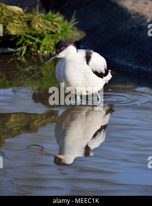 Avocette élégante - Recurvirostra avosetta dans l'eau avec la réflexion Banque D'Images