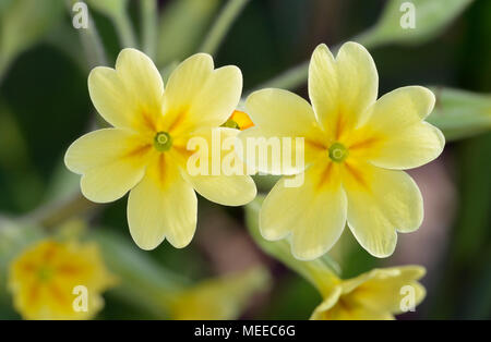 Faux Oxlip - Primula x polyantha hybride naturel de Primevère et coucou bleu Banque D'Images