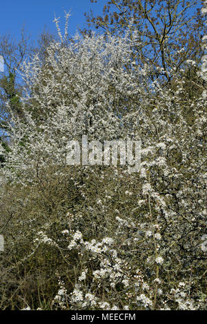 Les buissons en fleurs prunellier à Lower Woods - Prunus spinosa Banque D'Images