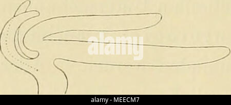 . Die caprelliden des golfes von Neapel und der angrenzenden meeres-abschnitte . Ij juil.-Cesae Savigny, Mémoires sur les animaux sans vertebres. 1. Partie. Paris 1816. p. 54 et suiv. Tai'. 5. 2) Roussel va de^^ZEME, mémoire sur le Cyamus cellule (Latr.) de la classe des Crustaces. Ann. Seien". Natur. 2. Ser. I. 1S34. p. 239-255, 257-2Li5. Taf. 8 und 9. 3) ich das verdanke cursorischen matériel zu den eigenen Untersuchungen den schon oben genannten Herren vom Koi)enhagener Museum. Es war zum Theil auch noch Recht und brauchbar histologisch umfasste die Arten Cyamus. monodmitis globicipitis Ltk, C. Ltk. Banque D'Images