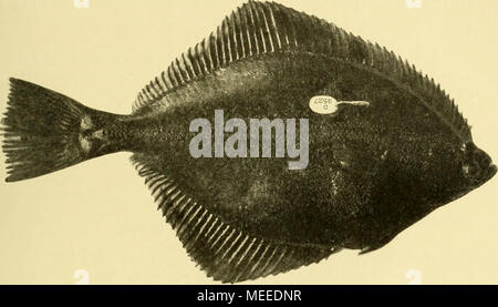 . Die Beteiligung deutschlands an der internationalen Meeresforschung : rapport annuel . Fig. 2. Markicrungsnadel Seefischerei-Vereins Nummernplättohen des Deutschen mit einer Flunder befestigt, au der. Flundern. Überzug Hartgummi oder ein von manque brachte die zwar sind wir Besserung, doch zur Verwendung von Silbernadeln schliefUich übergegangen, die nicht erheblich teurer ausfielen, da die Nadel dünner gehalten werden konnte. Die Silbernadeln liaben binvälirt sich sehr gut. Die Wunde selbst der nach Tahren wiedergei angenen .'Fisciie durciiweg sieht gut aus. Die Nadel hat den großen Vorteil, da Banque D'Images