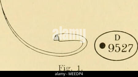 . Die Beteiligung deutschlands an der internationalen Meeresforschung : rapport annuel . Banque D'Images