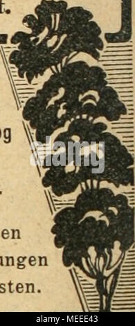 . Die Gartenkunst . Homme bittet Bestellungen bei sich auf die Gartenkunst" zu beziehen. aa£3E3£3E3AE3AE3E3£3£3E3E3E3E3£3E3 3E3££3£3E3E3E3a Arlan üileBbäuine. £3  = = = =^ = = = = = Q Grosse Vorräte von Linden, Bollendorf, H Ahorn usw. Dans prachtvoller, ver- pflanzter ^ un Ware, mit schönen Kronen, r €3 banmart SträQclierD.g JE.Geliölze 3 €, Allen en Q und grosser Sortenwahl. Obstbäume, z. Sehr grosse Vorräte dans allen Grössen und ß, Formen "" Spaliere starke und Pyramiden. Coniferen S mitfestenBalleninallenSortenu.Größen. Je Taxus baccata S dans allen Formen u. GrößenSpezialkultur Banque D'Images
