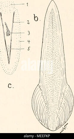 . Die fossilen Tintenfische paläozoologische ; eine Monographie . Banque D'Images