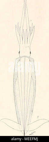 . Die fossilen Tintenfische paläozoologische ; eine Monographie . Banque D'Images