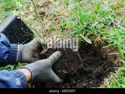 La plantation d'arbustes fruitiers. L'homme a les mains blueberrie plantation dans un jardin. Banque D'Images