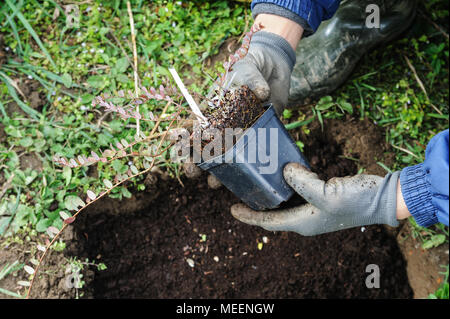 La plantation d'arbustes fruitiers. L'homme a les mains de canneberges de plantation dans un jardin. Banque D'Images