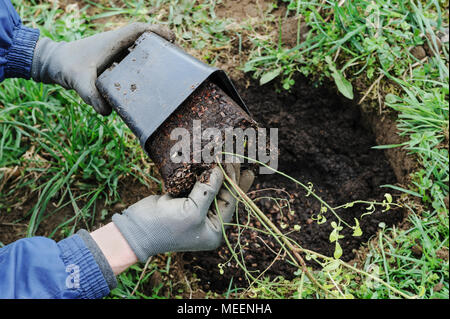 La plantation d'arbustes fruitiers. L'homme a les mains tenant les bleuets bush dans une boîte en plastique. Banque D'Images