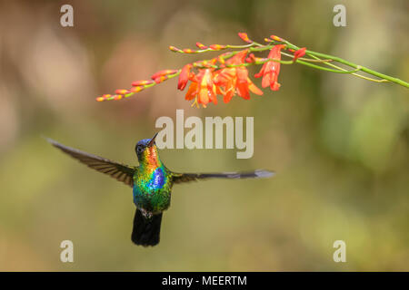 Le Colibri à Fiery - Panterpe insignis, beau colibri coloré de forêts de l'Amérique centrale, le Costa Rica. Banque D'Images