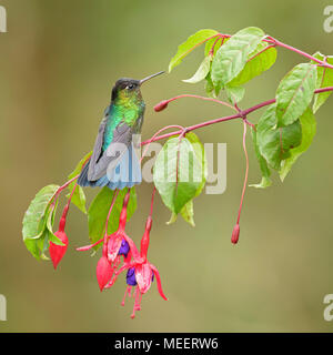 Le Colibri à Fiery - Panterpe insignis, beau colibri coloré de forêts de l'Amérique centrale, le Costa Rica. Banque D'Images