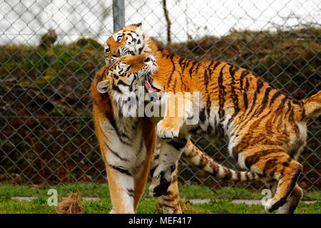 Tigres de l'amour dans leur élément jouant dans le Dartmoor Zoological Park Banque D'Images