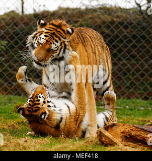 Tigres de l'amour dans leur élément jouant dans le Dartmoor Zoological Park Banque D'Images