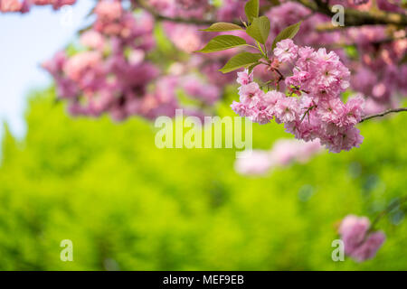 Arbre Sakura fleurs de cerisier Banque D'Images