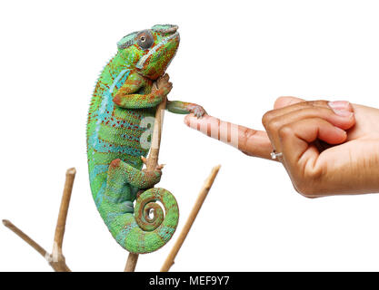 Caméléon reptile vivant assis sur la direction générale de la main humaine. studio shot isolé sur fond blanc. Copiez l'espace. Banque D'Images