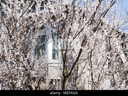 L'abricotier magnifique en face de la chambre. Jardin en fleurs de printemps. Banque D'Images