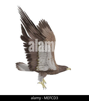 Hawk flying isolé sur fond blanc, 3D Rendering Banque D'Images