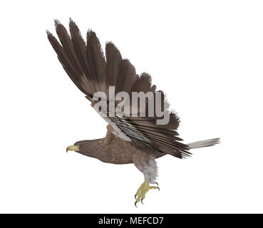 Hawk flying isolé sur fond blanc, 3D Rendering Banque D'Images