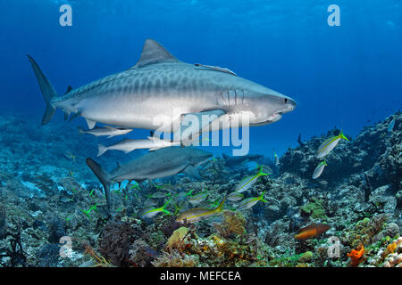 Requin tigre (Galeocerdo cuvier) avec sharksucker (sharksucker mince ou Echeneis naucrates), Bahamas Banque D'Images