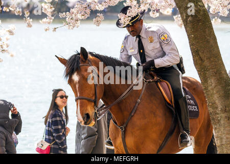 Une patrouille des Rangers du parc national le Parc National Mall, au milieu de fleurs de cerisier en pleine floraison, printemps 2018, Washington, DC, USA. Banque D'Images