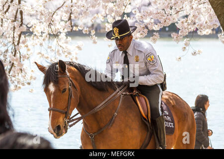 Une patrouille des Rangers du parc national le Parc National Mall, au milieu de fleurs de cerisier en pleine floraison, printemps 2018, Washington, DC, USA. Banque D'Images