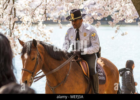 Une patrouille des Rangers du parc national le Parc National Mall, au milieu de fleurs de cerisier en pleine floraison, printemps 2018, Washington, DC, USA. Banque D'Images