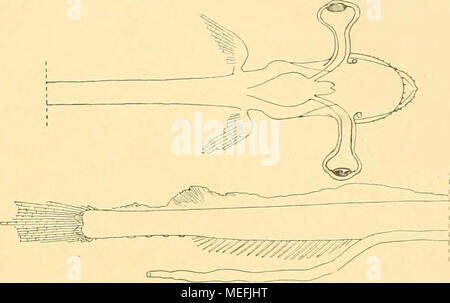 . Die Fische der Siboga-expédition . Fig. 3. Stylofhthalmus Braiicri n. sp., 276 Stat. von von ca 14 Länge nim. Vordere Hälfte von oben, hintere Hälfte der Seite von gesehen. X '3- Fam. Sternoptvchidae. Gonostoma Rafinesque. Die verschiedenen Auffassungen der nahverwandten iostonia genres rendez7Raf. und cyclo- thonc G. &AMP ; B. hat Brauer) ^ besprochen ausführlich und die Unterschiede der beiden Gattungen klar dargelegt. Wir folgen ihm bezüglich der nachfolgenden Arten. I. Gonostoma clongatum Gthr. Dongatum Gonostoma Günther. Ann. Mag. Nat. Hist. II. 1S78. p. 1S7. Challenger -- profonde Poissons Mer. p Banque D'Images