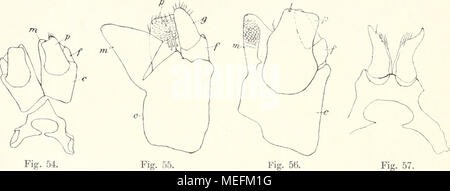 . Die Fauna sÃ¼dwest-Australiens. Ergebnisse der Hamburger sÃ¼dwest-australischen Forschungsreise 1905 . Fig. 54. Fig. 56. Fig. 54. Vordere Gonopoden ; "/^. Fig. 55. Gonopod Ein vorderer von vorn ; â â¢o^. Fig. 56. Ein vorderer Gonopod ^von hinten ; Fig. 7i 57. Hintere Gonopoden. Fig. 57. Hintere Gonopoden (Fig. 57) : Die Ventralplatte Tracheentaschen verschmilzt vollkommen mit den. Jeder ist ein kleiner ungegliederter Gonopod Kegel, dessen Spitze auÃen gekrÃ¼mmt etwas nach und ist an der Innenseite der Nahe dem Ende einige Borsten trà 2004-2005 gt. Fundnotizen : Stat. 109¶rdlich, Subiaco nÃ ; Stat., 116 Banque D'Images