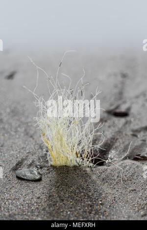 La pollution en plastique sur les plages dans le sable à Tregantle Beach, Cornwall, UK. Nurdles et autres détritus sur la ligne de marée haute. Banque D'Images