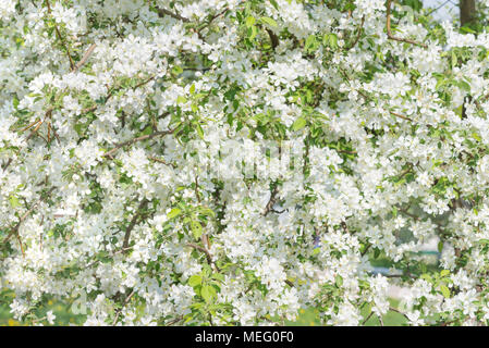 Contexte naturel d'une variété de fleurs de pommiers en fleurs dans le jardin de printemps Banque D'Images