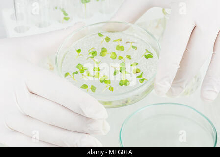 Deux bras dans les gants en caoutchouc tenant une boîte de pétri avec légumes en laboratoire clonés Banque D'Images