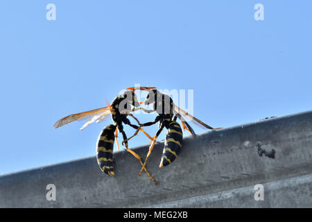 Portriat macro de deux combats wasp sur les arbres, wasp's duel de combat Banque D'Images