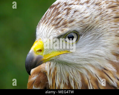 Le Milan royal (Milvus milvus) head and shoulders portrait UK Banque D'Images